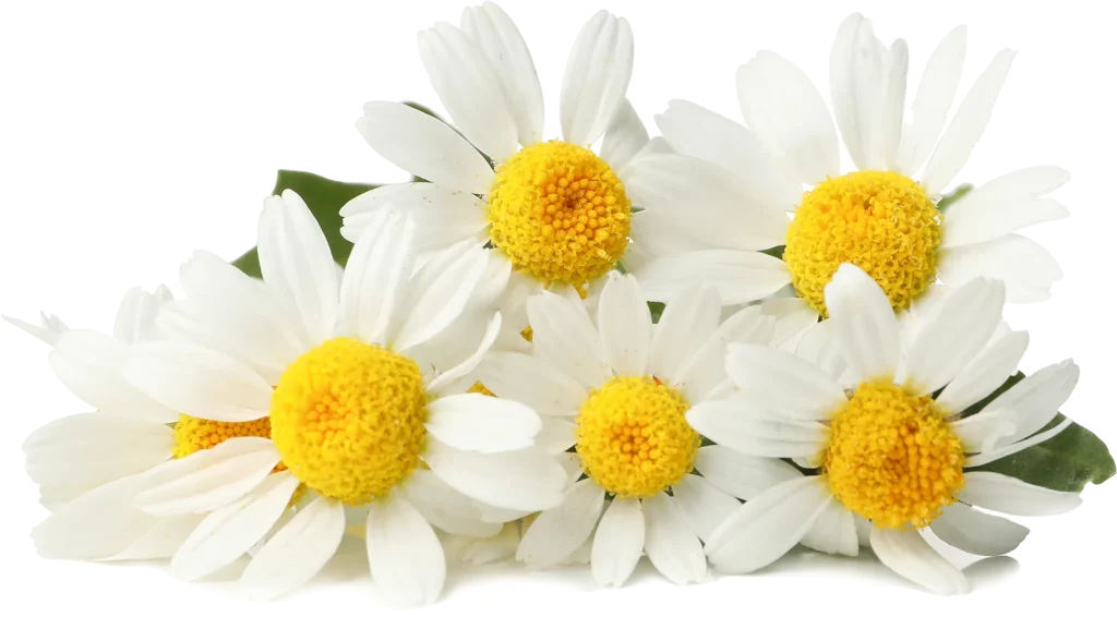 chamomile flower