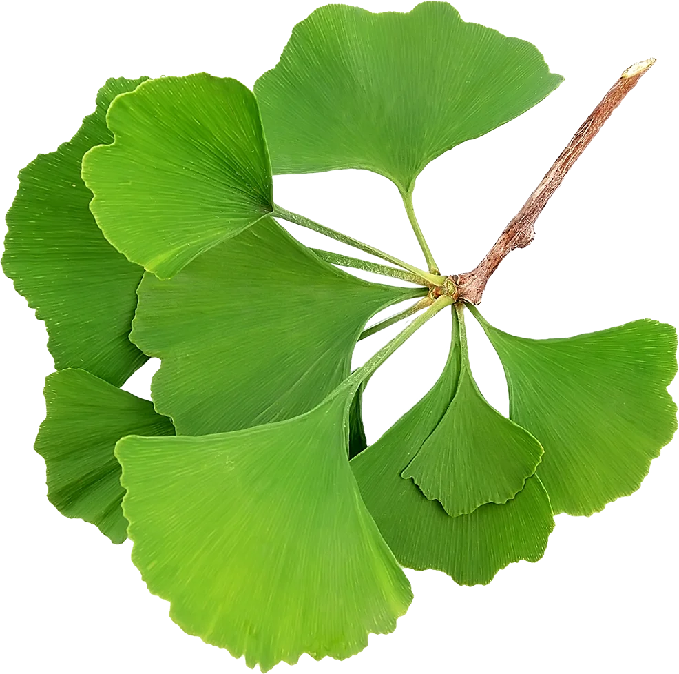 ginkgo