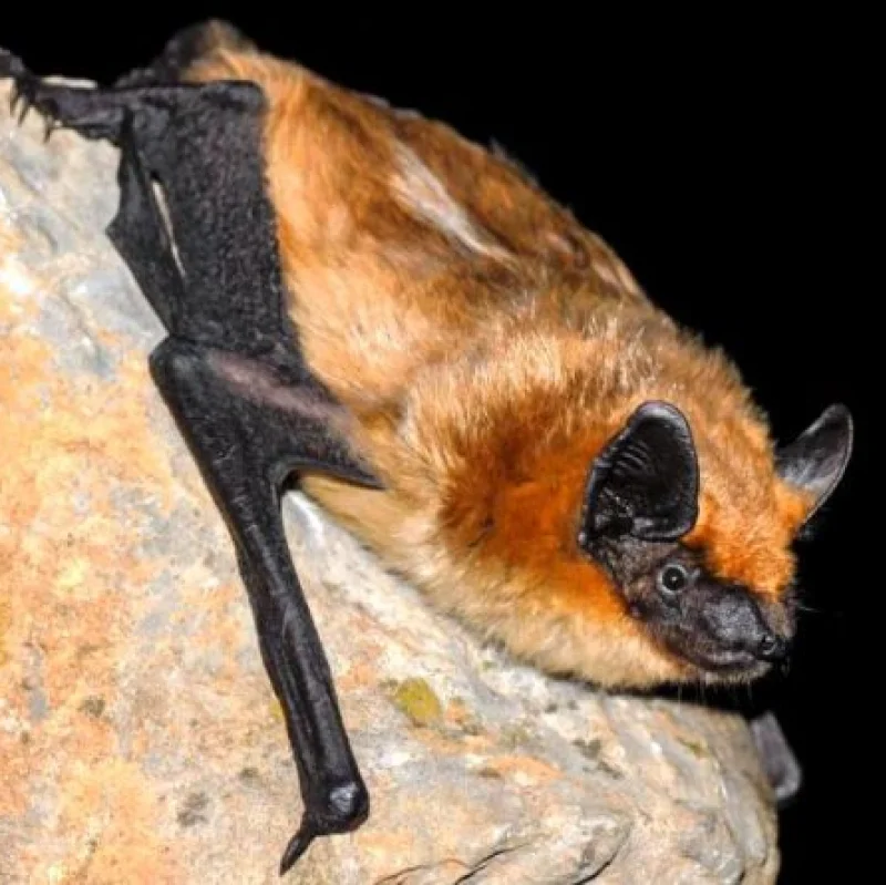 eptesicus serotinus 800x445 1