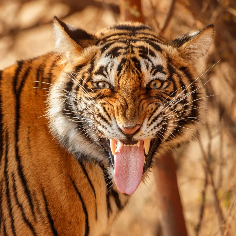 amazing bengal tiger nature 1