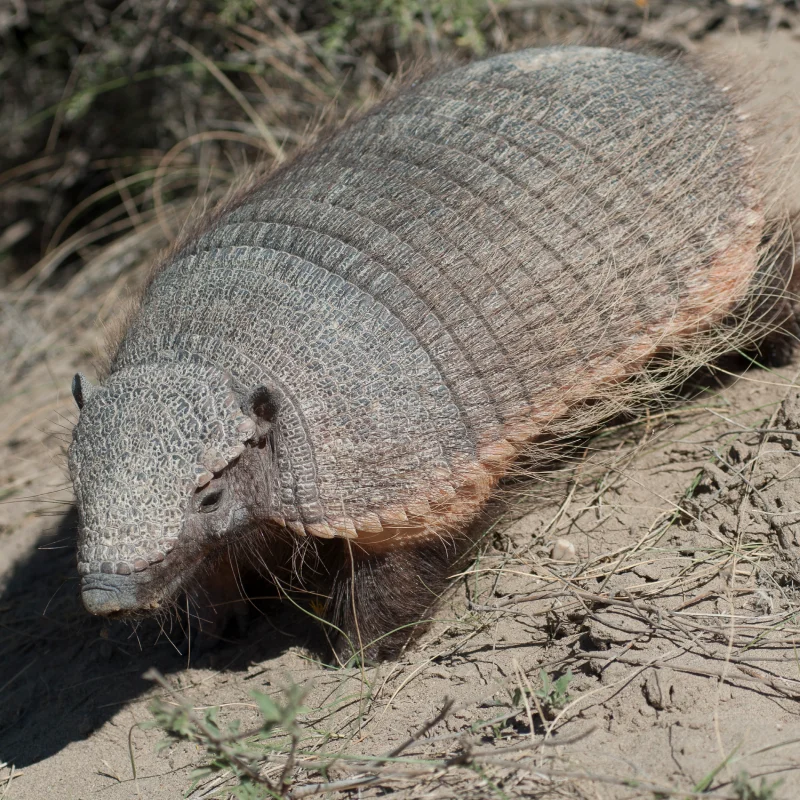 hairy armadillo desert environment peninsula valdes patagonia argentina 1