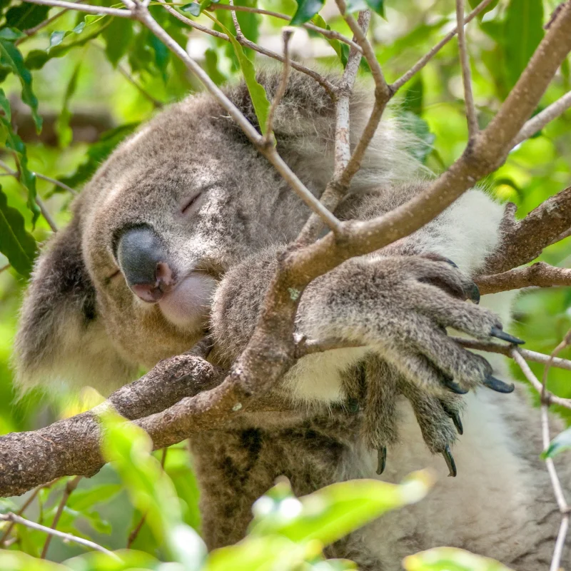 low angle shallow focus closeup shot koala sleeping tree branch 1