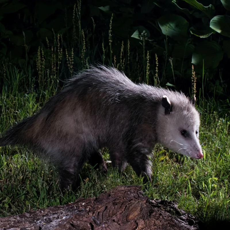 north american opossum virginia opossum foraging residential property backyard 1