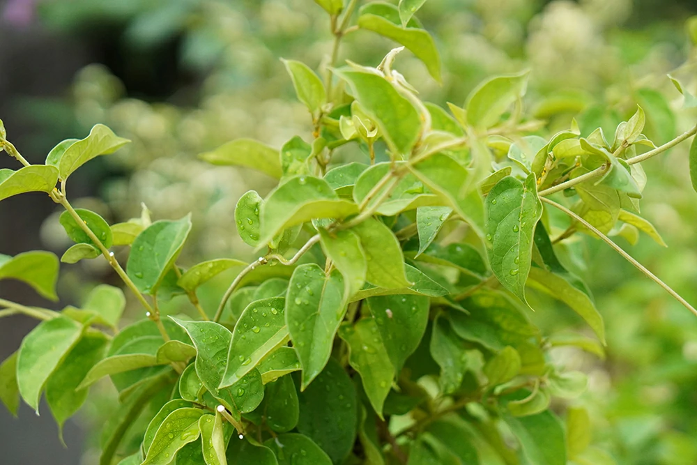 gymnema sylvestre medicinal plant leaves gurmar organic plant